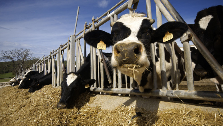 Photo of O bacterie ar putea să încetinească încălzirea globală. Noua descoperire poate reduce emisiile de metan 